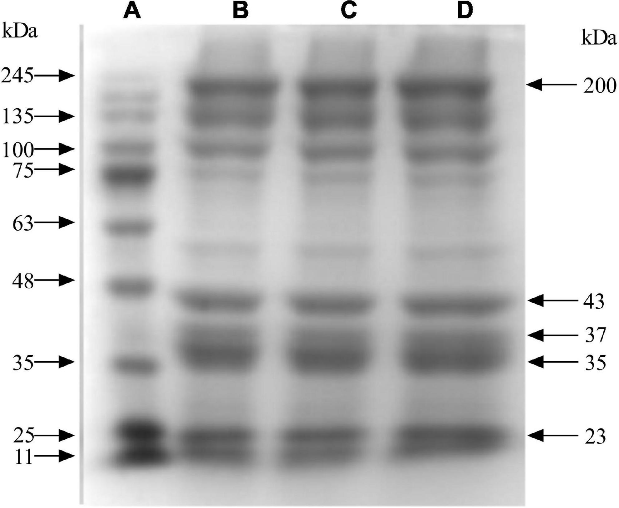 Effect of compound dietary fiber of soybean hulls on the gel properties of myofibrillar protein and its mechanism in recombinant meat products